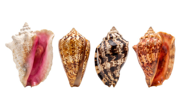 Four exotic sea conch shells side by side, Ocean Theme