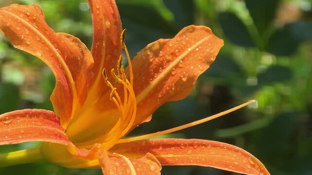 Close up of orange flower covered in water droplets in a garden during sunny weather
