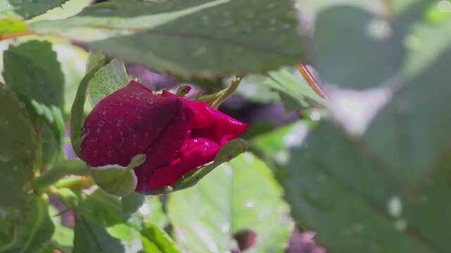 Close-up of red rose bud with water droplets in garden during morning light