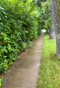 View up a wet sidewalk that is partially overgrown by hedge
