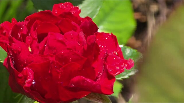 Red rose with water droplets on petals in a garden on a sunny day
