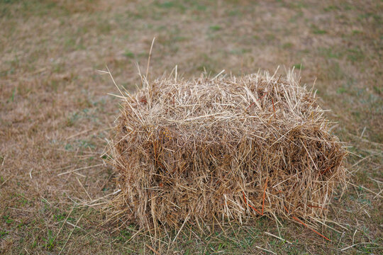 Single rectangular straw bale sitting on dry grass outdoors