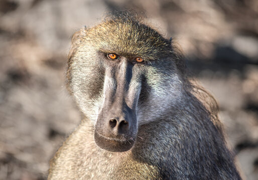 portrait of baboon