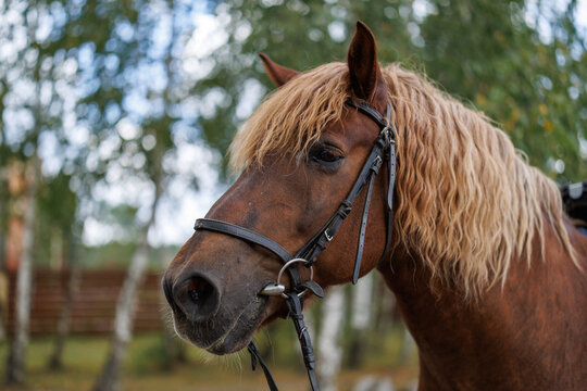 Head portrait of a brown horse with a light mane wearing a leather bridle outdoors
