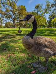 A Canada goose stands on green grass in a park © Cam