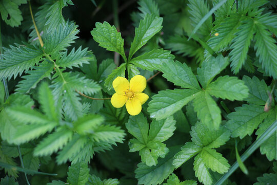 Common silverweed (Argentina anserina, Potentilla anserina) growing in nature