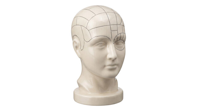 Phrenology head model isolated PNG on transparent background