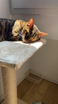 Bengal cat sleeps peacefully on plush cat tree platform bathed in warm sunlight