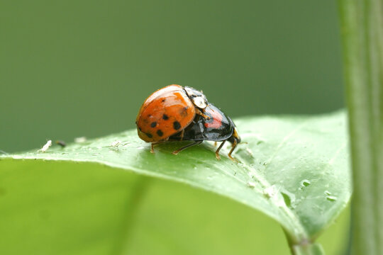 Close-up image of ladybugs mating.