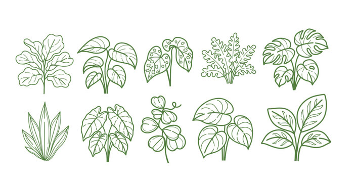 Tropical houseplant vector clipart set, monstera, philodendron, calathea, alocasia, hoya, begonia, anthurium and botanical foliage collection