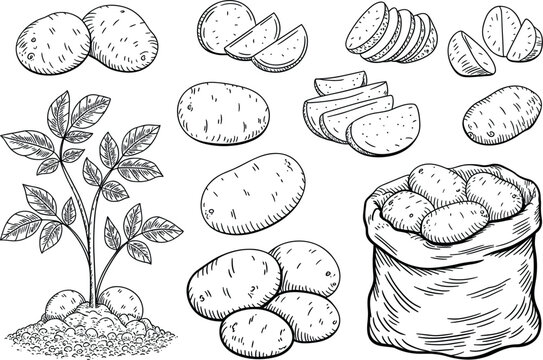 Potato vegetable sketch set vector illustration, raw potatoes sack and plant drawing isolated on white background