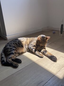 Bengal cat lies in patch of sunlight on wooden floor while grooming itself