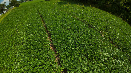 A high angle drone view looks across a vibrant green soybean field showing tire tracks and crop lines running alongside a dense forest treeline in the summer. © Matt