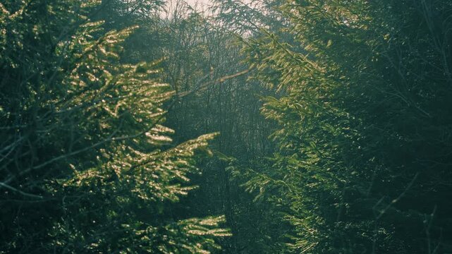 Sun rays illuminating green pine branches in misty woods