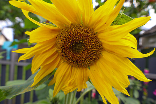 A vibrant, ripe sunflower bloom is captured in a close-up that fills the frame. Yellow petals surround the complex brown center full of seeds. Green leaves and a fence are visible in the blurred backg