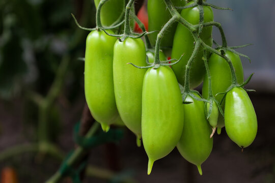 A lush cluster of green elongated plum tomatoes ripens on a branch in a greenhouse. The oblong shape of the fruits with pointed tips demonstrates a rich future harvest of the garden crop.