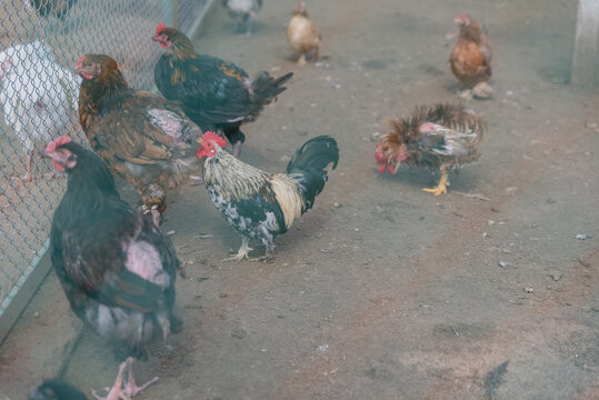 A group of chickens in a farmyard setting. Various breeds and colors are present, including black, brown, and speckled chickens. The ground is dirt with some scattered feed.