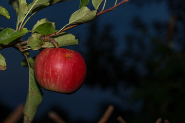 A ripe red apple hangs on a branch among green leaves in the evening. The juicy fruit stands out brightly against the dark twilight sky. © Олег Струс