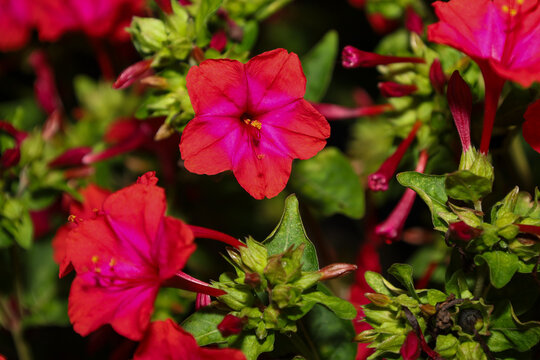 Vibrant red-pink mirabilis flowers bloom close-up among dense green foliage. They attract attention with a rich hue and delicate petal shape in an evening garden.