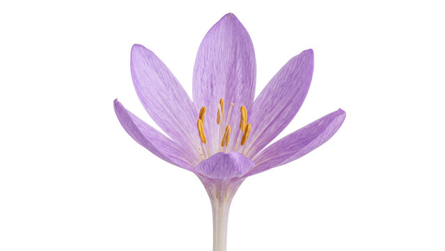 Purple autumn crocus isolated PNG on transparent background