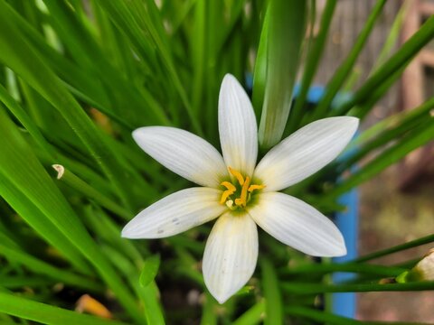 Top-Down Macro View of White Rain Lily Flower Blooming in Green Grass Foliage