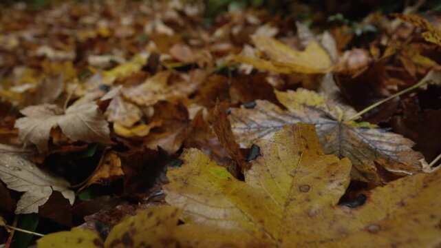 CLOSE UP, DOF: Wet yellow and brown autumn leaves covering the forest floor after rain. Moist fallen foliage creates a rich leafy carpet with natural colours and textures in a damp woodland in fall.