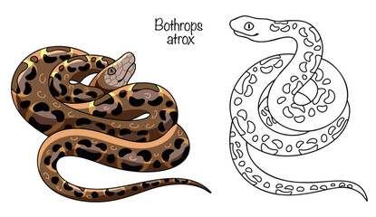 Fototapeta premium Bothrops atrox