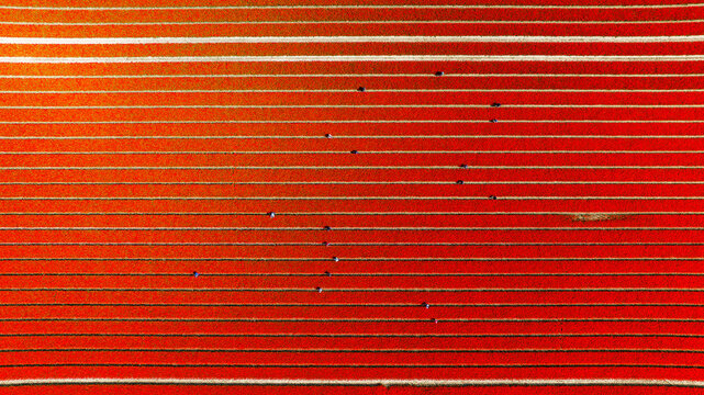 Aerial view of vibrant red tulip fields in rows with workers tending to the flowers in Lisse, South Holland, Netherlands.