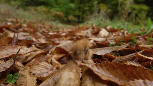 CLOSE UP, DOF, SLOW MOTION: Chestnut burr drops onto a wet carpet of autumn leaves in the forest. Spiky husk bounces among brown leaf litter. Woodland filled with seasonal details and earthy colours.