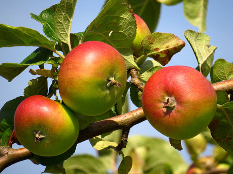Reife &Auml;pfel, Goldparm&auml;nen, am Zweig in der Soester B&ouml;rde. Eine Sorte des Kulturapfels. Der Apfel galt &uuml;ber viele Jahrhunderte als eine der besten Tafelobstsorten.
Wird nur noch selten angebaut.