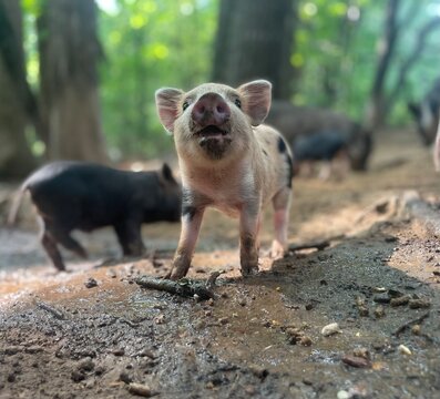 Pig in the mud 2, Cute Piglet looking up at the sky.