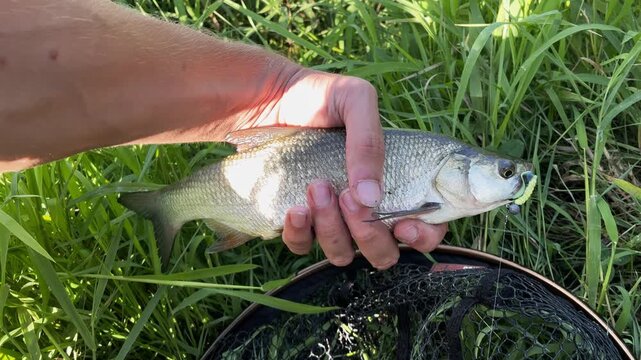 Fisherman holding a freshly caught asp (Aspius aspius) over a landing net in green grass. Sport fishing summer concept.