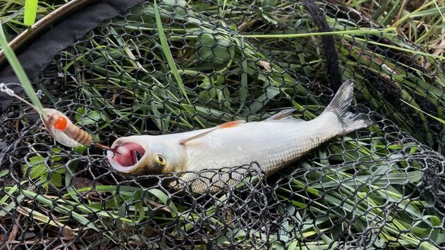 Close-up of a caught asp (Aspius aspius) lying in a landing net with an artificial spinning lure in its mouth. Sport fishing gear.