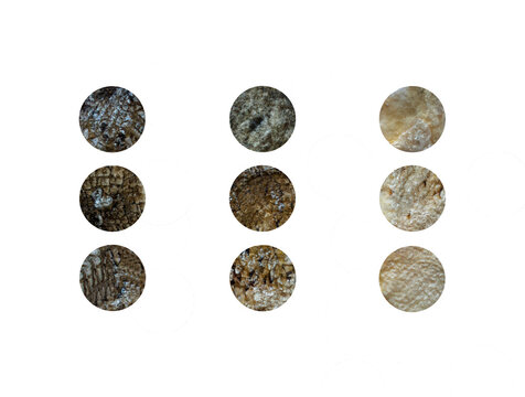Circular Fish Skin Texture Cutouts on Transparent Background