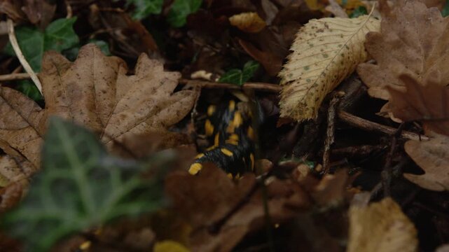 CLOSE UP, DOF: Black and yellow fire salamander crawling among wet autumn leaves and green ivy on the forest floor. Striking amphibian that becomes especially active in damp woods in fall season.