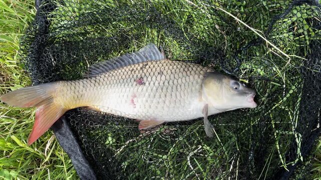 A freshly caught Common carp (Cyprinus carpio) resting safely in a black landing net on green grass by the lake. Traditional sport fishing and angler success.