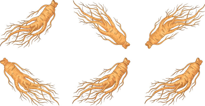 Organic ginseng root vector collection featuring highly detailed traditional asian herbal medicine elements with roots isolated on clean white background