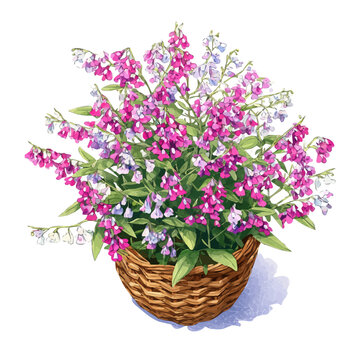 Angelonia Basket, watercolor illustration isolated on white background