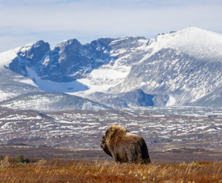 View of a musk ox standing in the tundra with the snow-capped Snohetta mountain range in the background in Dovre, Innlandet, Norway.
