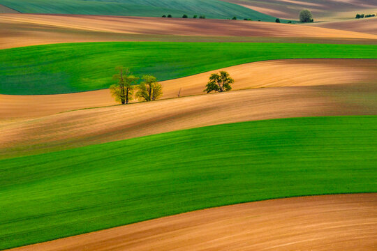 Aerial view of rolling agricultural fields with vibrant green and brown patterns, small clusters of trees, and soft shadows in Cejkovice, South Moravian Region, Czechia.