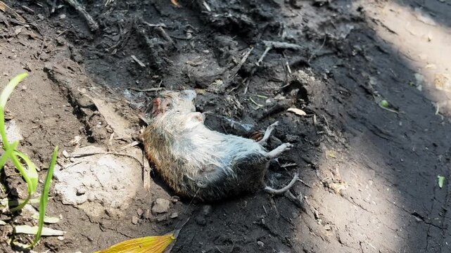 Close up of a dead wild mouse (Muridae) lying on dirty mud ground in the forest, natural life cycle and pest control concept.