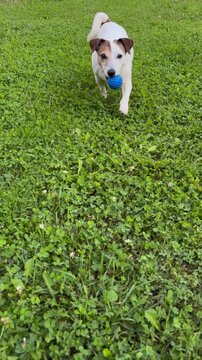 The Jack Russell Terrier is running across the green lawn with a blue ball.