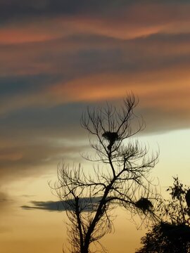 silhouette of a tree at sunset