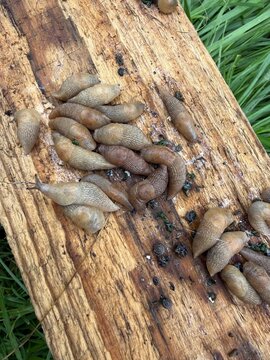 Garden slugs gathered on a wooden trap board
