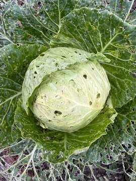 Cabbage head eaten to lace by slugs in a garden bed
