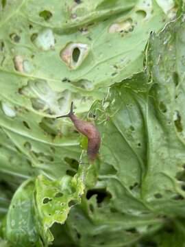 Slug crossing the chewed edge of a cabbage leaf