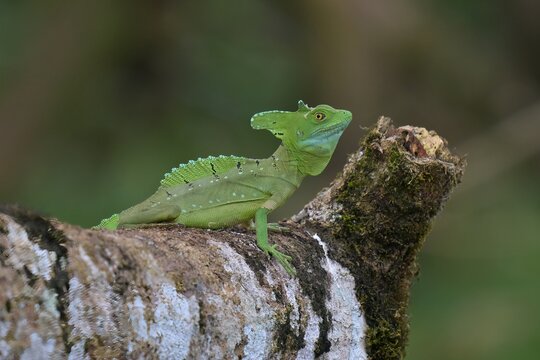Stirnlappenbasilisk Costa Rica