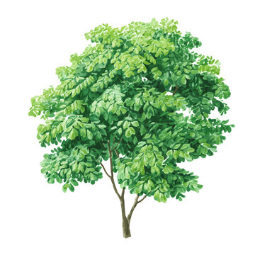 Watercolor illustration of Moringa, isolated on white background