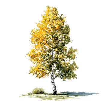 Watercolor clipart of Aspen Tree, isolated on white background