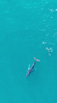 Vertical aerial footage captures a humpback whale performing an energetic somersault in the turquoise waters of the Atlantic Ocean in Cape Town, South Africa. The whale rolls and twists at the surface